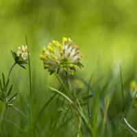 Anthyllide vulnéraire