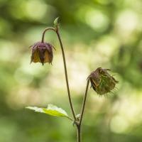 Benoite des ruisseaux