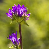Campanule des Alpes