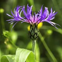 Centaurée de montagne