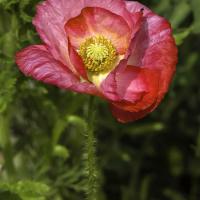 Coquelicot