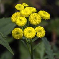 Cotule pied de corbeau