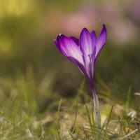 Crocus