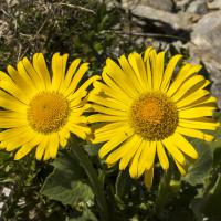Doronic à grandes feuilles