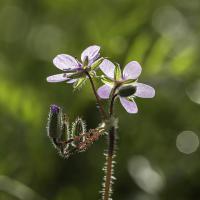  Érodium à feuilles de mauve