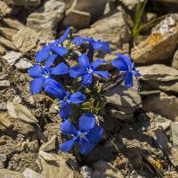 Gentiane printanière