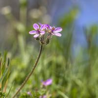 Géranium à bec de grue