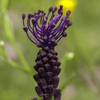 Muscari à toupet