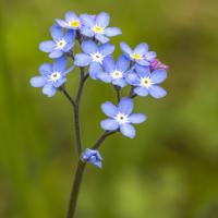 Myosotis