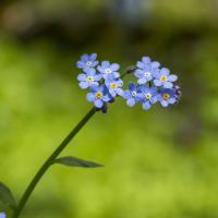Myosotis