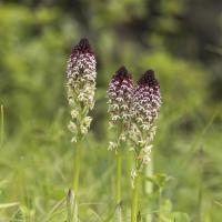 Orchis brûlé