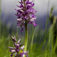 Orchis militaire