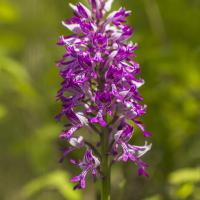 Orchis singe
