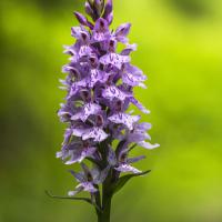 Orchis tâcheté