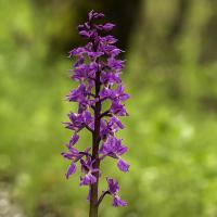 Prchis fleurs lâches