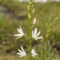 Phalangère à fleurs de lis