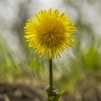 Pissenlit