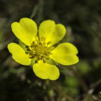 Potentille printanière
