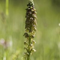 Orchis de l'homme pendu