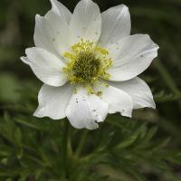 Pulsatille des Alpes