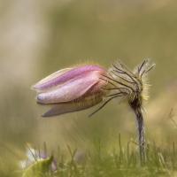 Pulsatille printanière