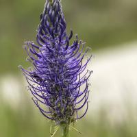 Raiponce à feuilles de bétoine