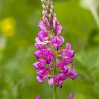 Sainfoin montagnard
