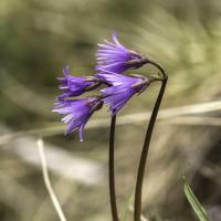Soldanelle des Alpes