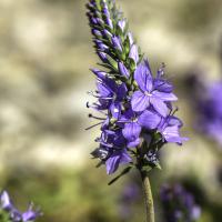 Véronique d'Autriche