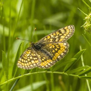 Damier de la sucisse