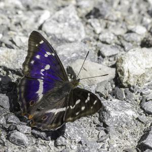 Grand mars changeant