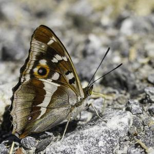 Grand mars changeant