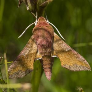 Grand sphinx de la vigne