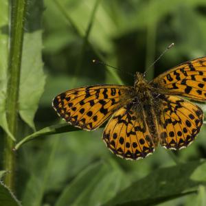 Grand collier argenté
