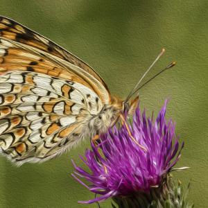 Mélitée des centaurées