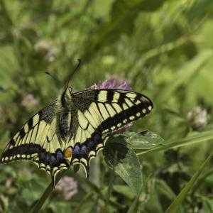 Machaon ou Grand porte-queue