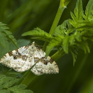 Mélanthie montagnarde