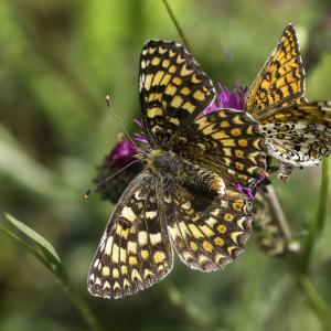 Mélitée des centaurées
