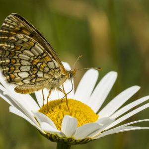 Mélitée des centaurées