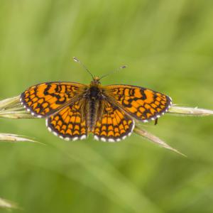 Mélitée du mélampyre