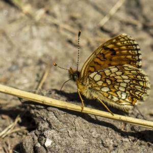 Mélitée des scabieuses