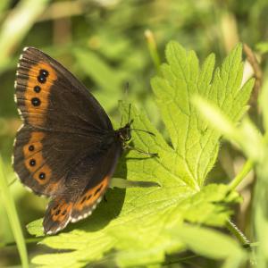 Moiré des fétuques