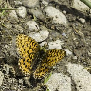 Nacré de la bistorte