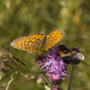 Nacré de la reine des prés
