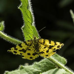 Papillon panthère