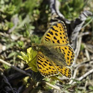 Petit collier argenté