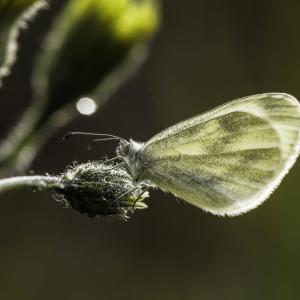 Piéride de la moutarde