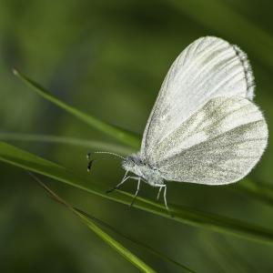 Piéride de la moutarde
