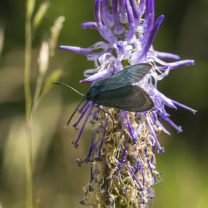 Procris de l'oseille