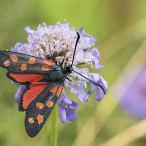 Zygène de la filipendule